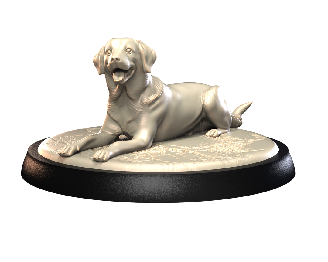 Dogs2 - Appenzeller Mountain 2