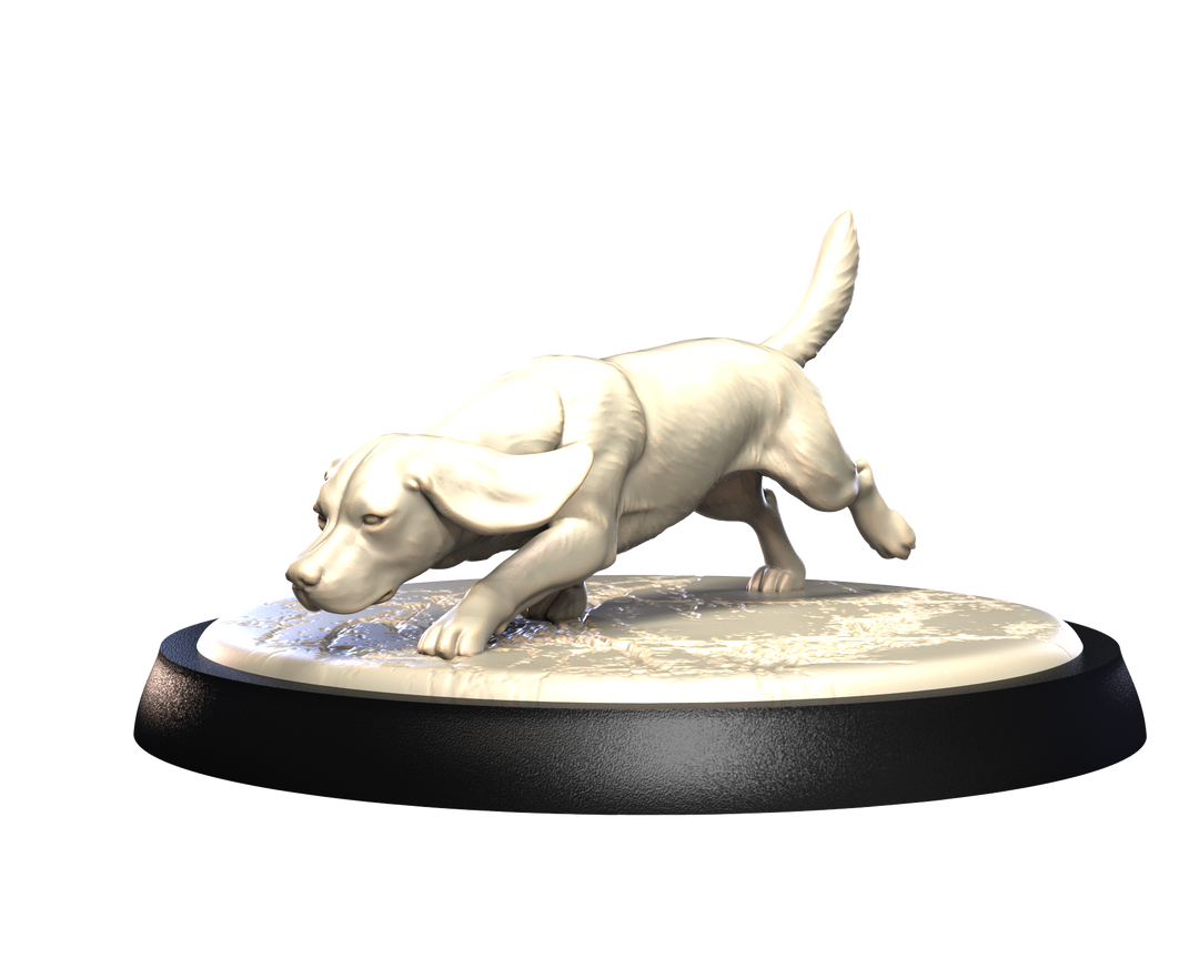 Dogs2 - Beagle 1