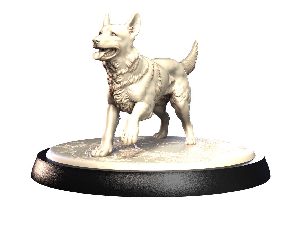 Dogs2 - Belgian Malinois 1