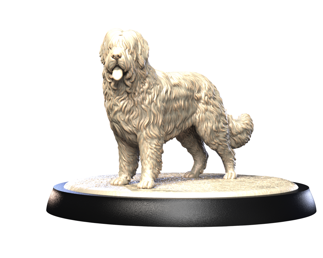 Dogs2 - Briard 1