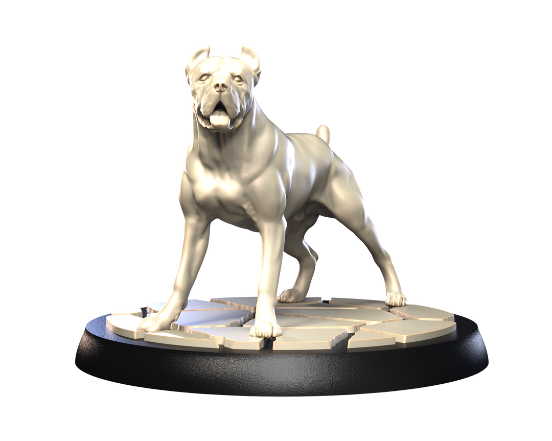 Dogs2 - Cane Corso 1