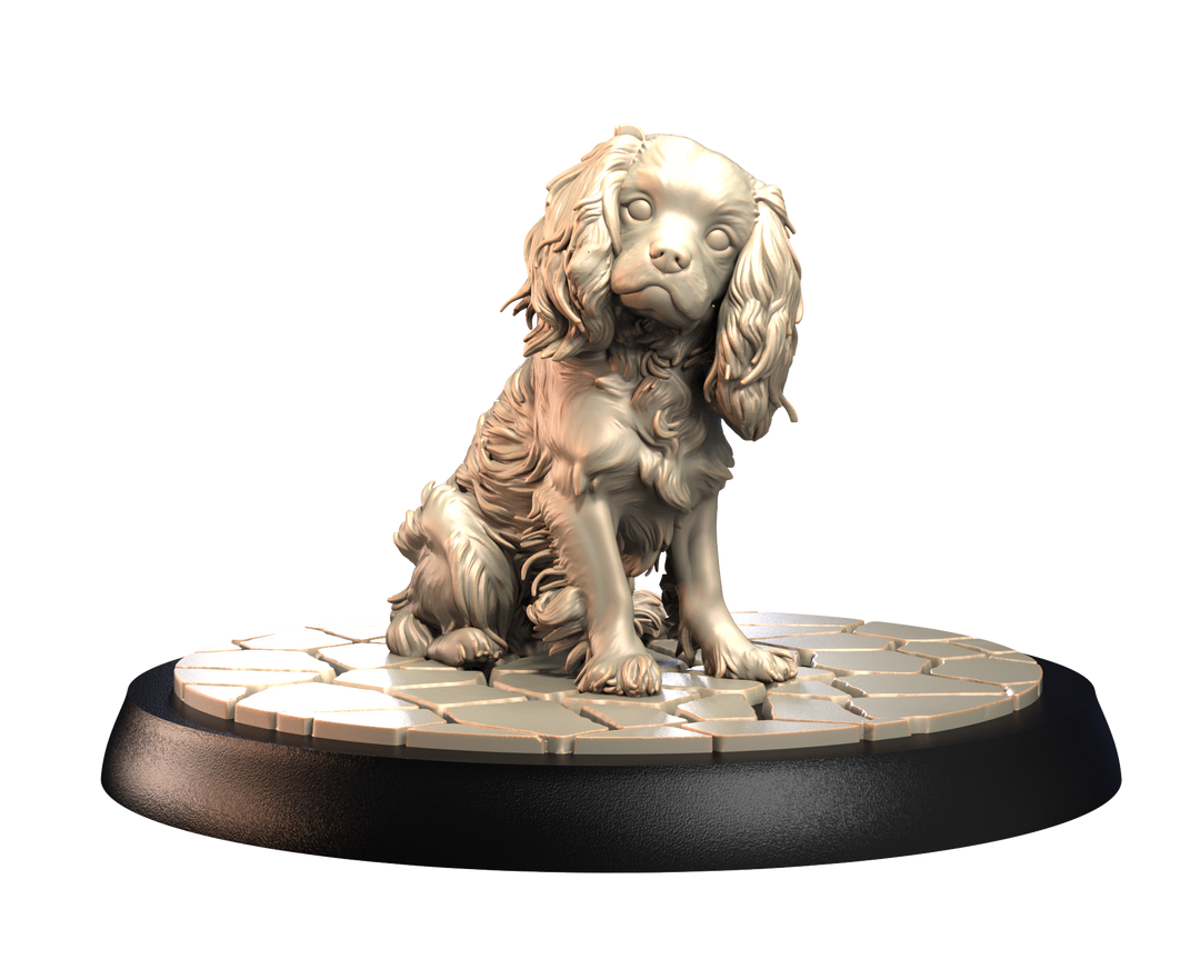 Dogs2 - Cavalier king charles 2