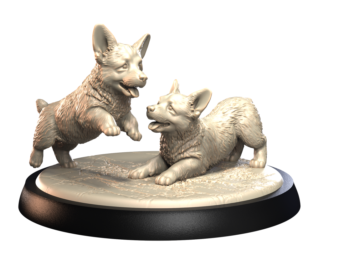 Dogs2 - Corgi Puppies