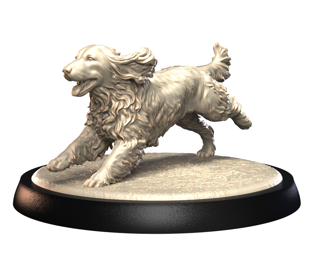 Dogs2 - English Springer 1