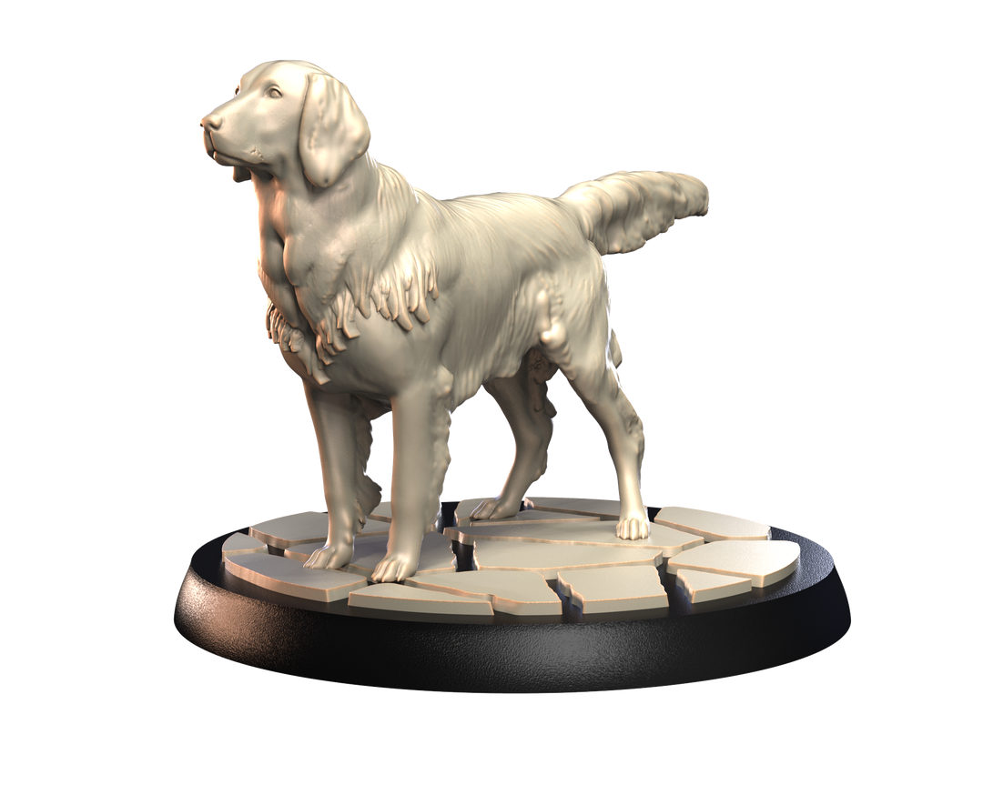 Dogs2 - Flat Coated Retriever 1