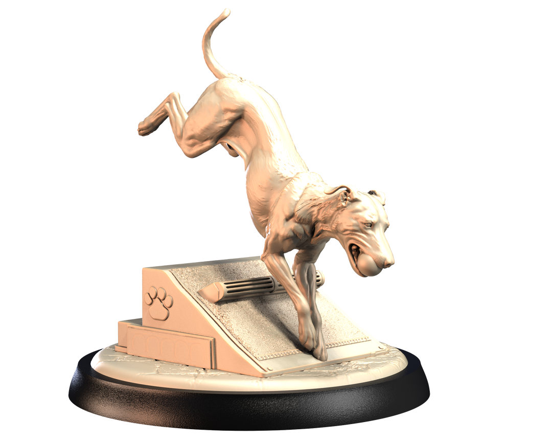 Dogs2 - Flyball Whippet