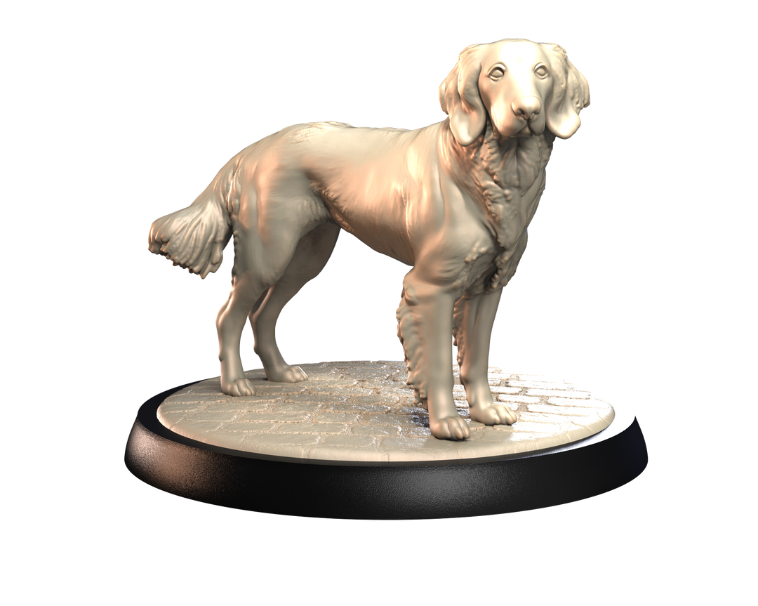 Dogs2 - German Longhaired Pointer 2