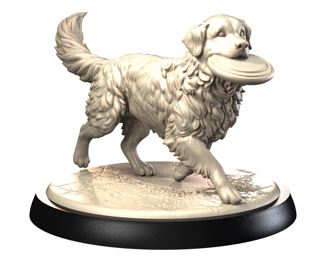 Dogs2 - Golden Retriever 3