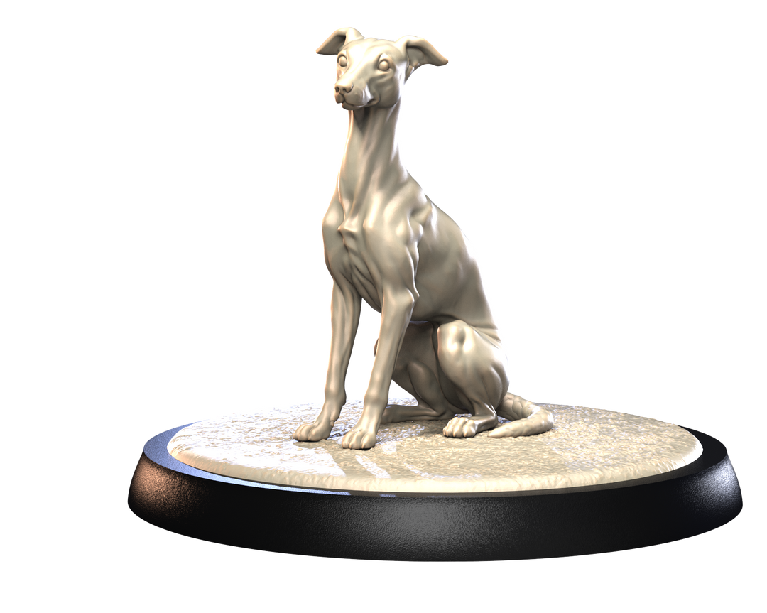 Dogs2 - Italian Greyhound 1