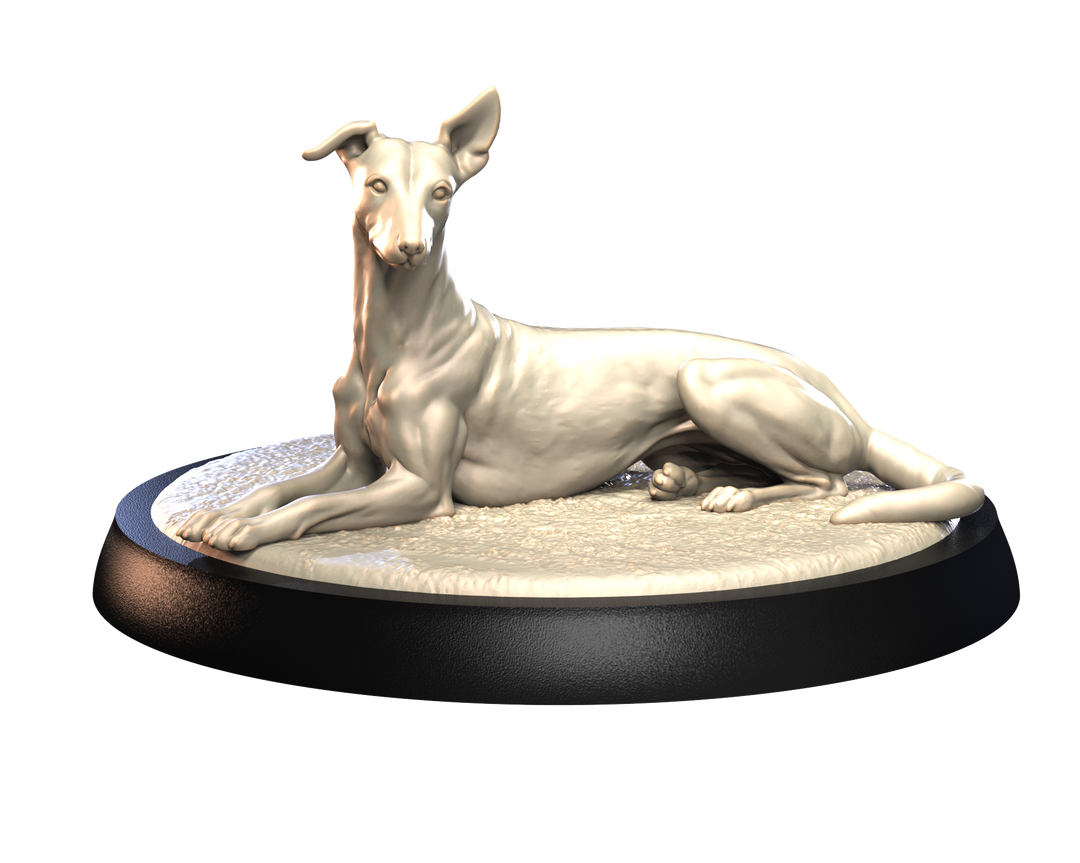 Dogs2 - Italian Greyhound 2