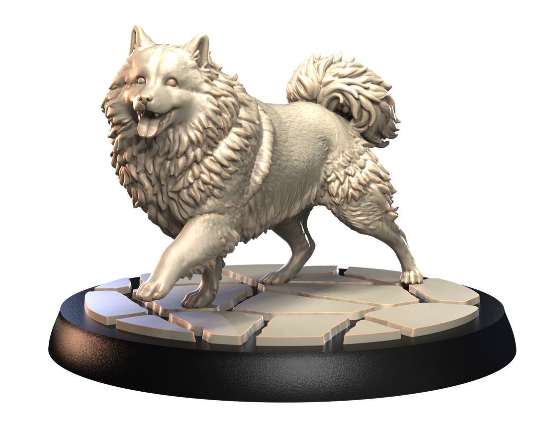 Dogs2 - Keeshond 2