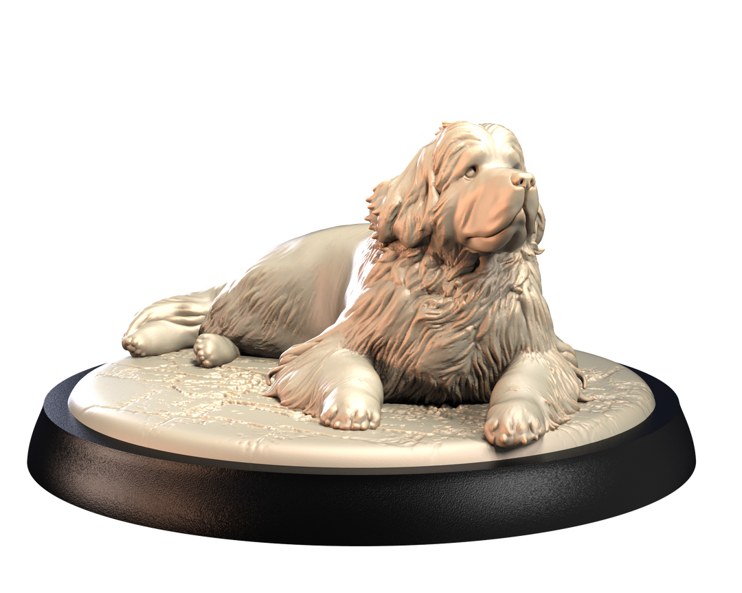 Dogs2 - Newfoundland 1