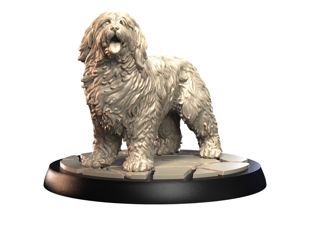 Dogs2 - Old English Sheep dog 1