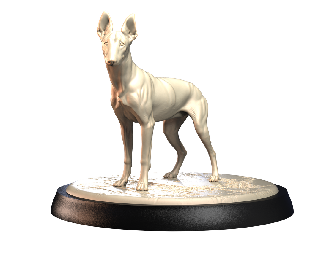 Dogs2 - Podenco Ibicenco 2