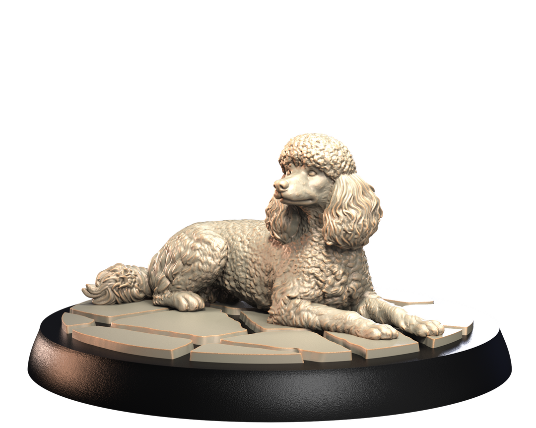 Dogs2 - Poodle 1