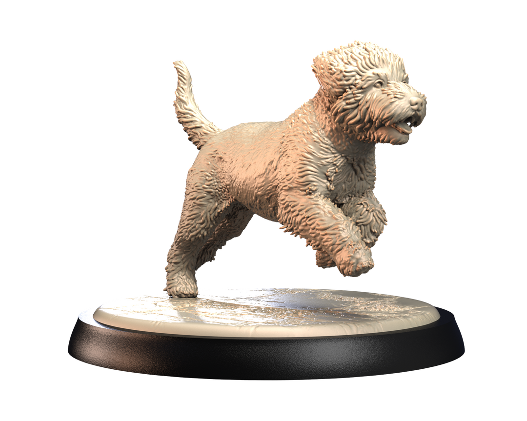 Dogs2 - Portuguese Waterdog 1