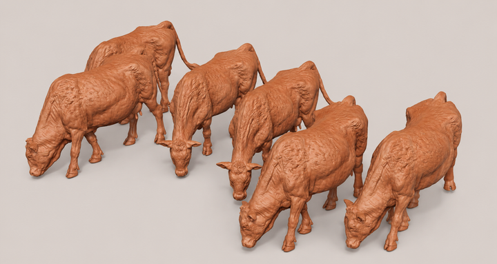 SWF001 Red Devon Cows Grazing x 6