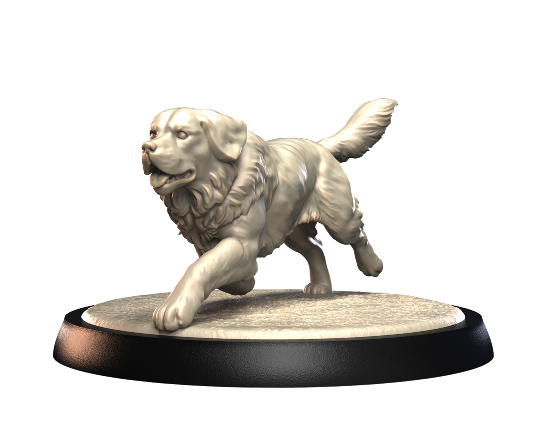Dogs2 - Saint Bernard 1
