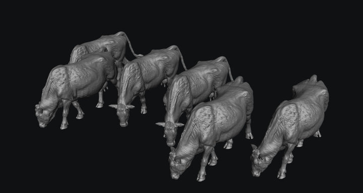 SWF001 Red Devon Cows Grazing x 6