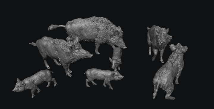 SWF003 Wild Boars