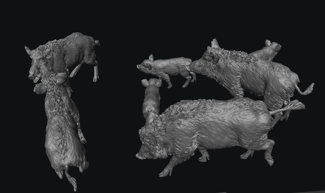 SWF003 Wild Boars