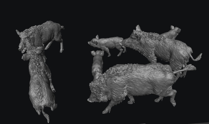 SWF003 Wild Boars