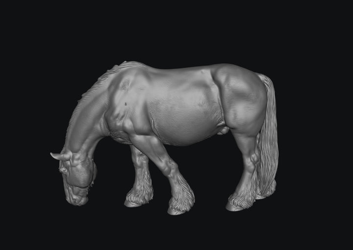 SWF004 Shire Horse B Feeding