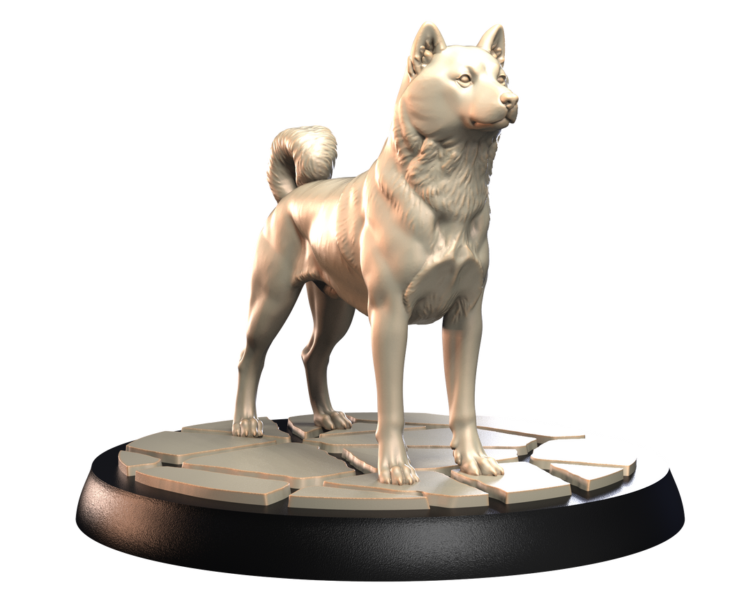 Dogs2 - Shiba Inu 1