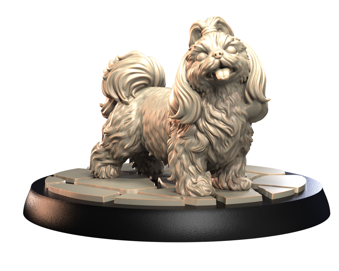 Dogs2 - Shih Tzu 1