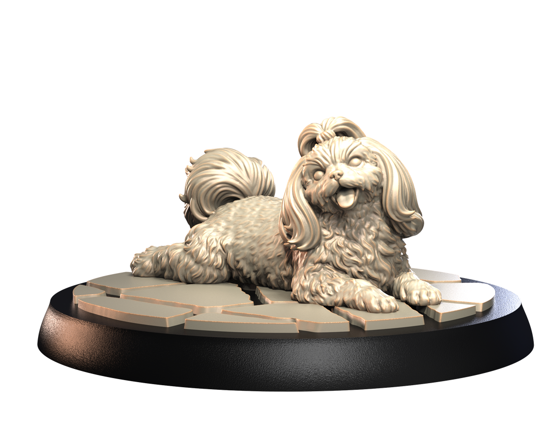 Dogs2 - Shih Tzu 2