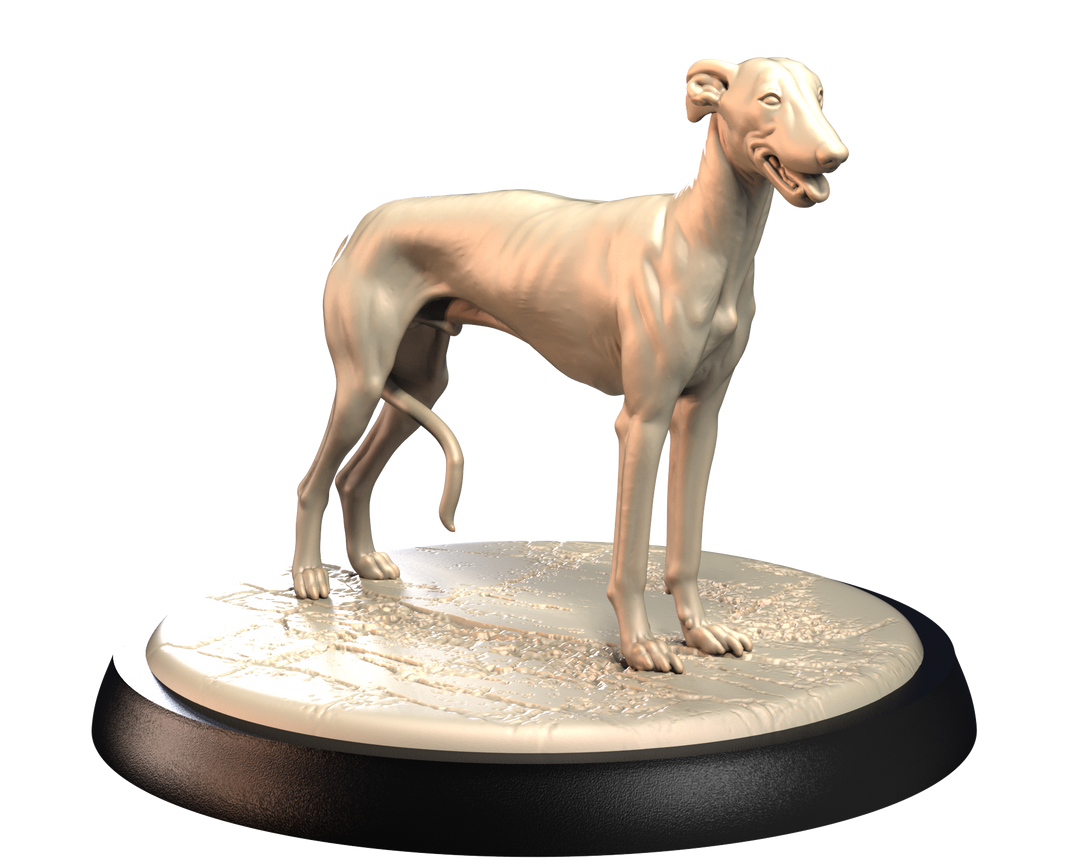 Dogs2 - Spanish Greyhound 1