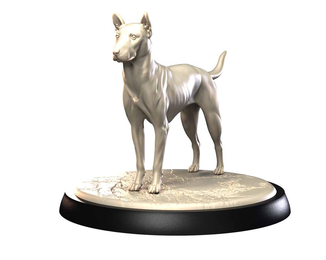 Dogs2 - Thai Ridgeback 1