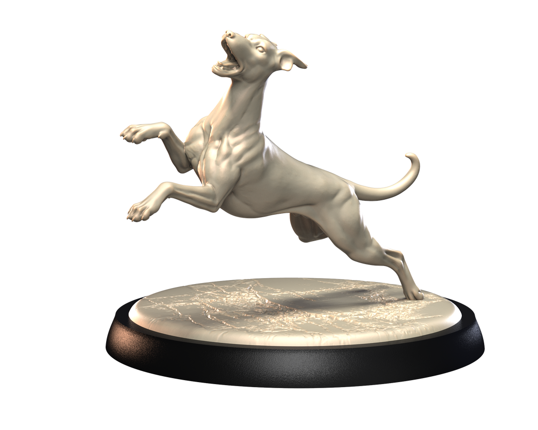 Dogs2 - Whippet 2