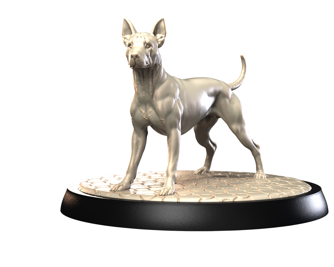Dogs2 - Xoloitzcuintli 1