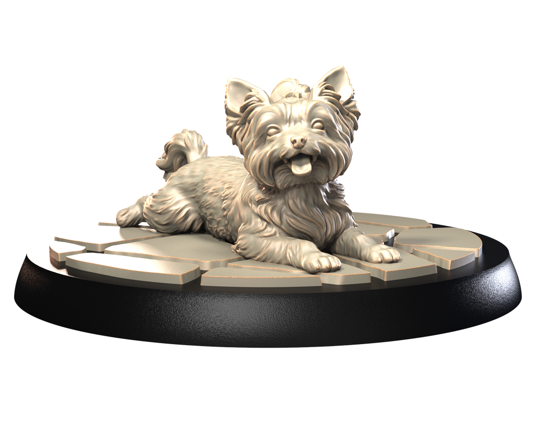 Dogs2 - Yorkshire Terrier 1