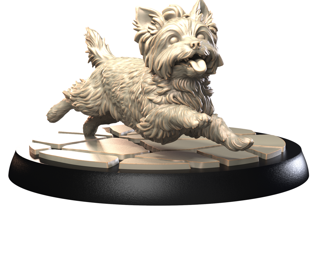 Dogs2 - Yorkshire Terrier 2