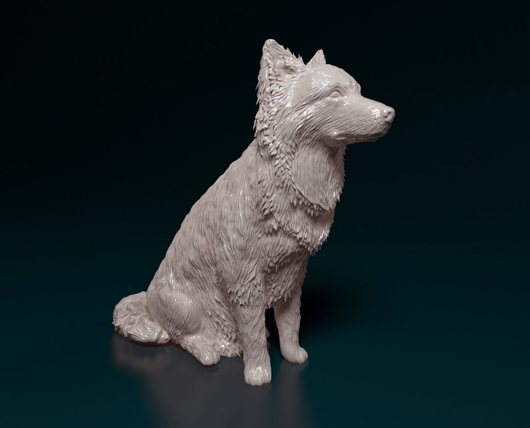 SWD002 Border Collie Sitting