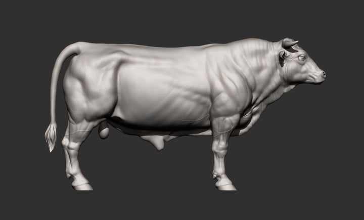 SWA003 Limousin bull