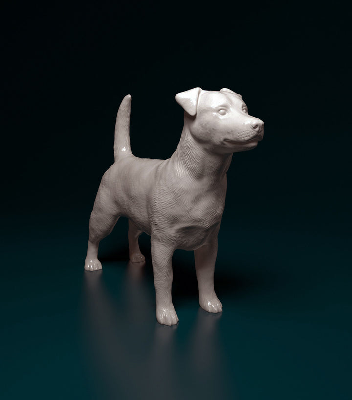 SWD009 Jack Russell terrier