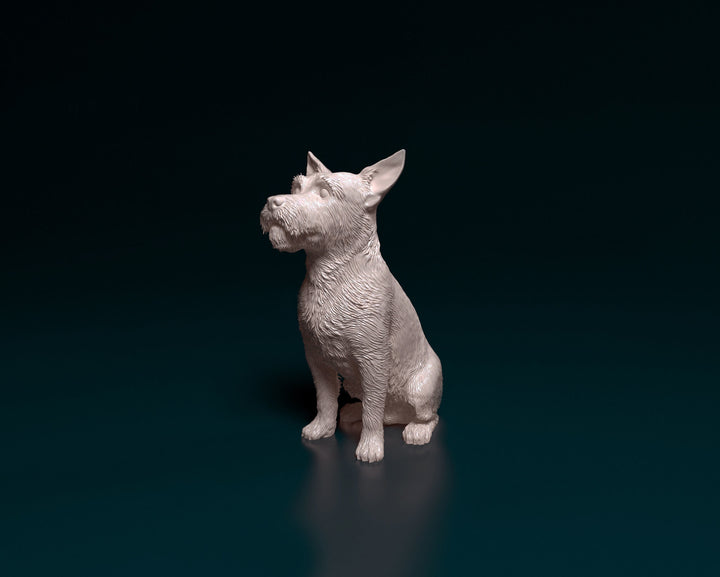 SWD007 Jack Russell wire haired