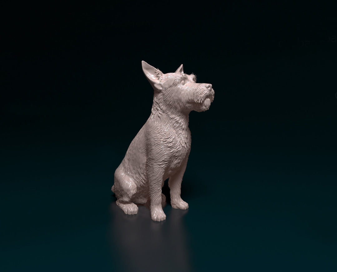 SWD007 Jack Russell wire haired